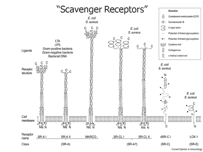 “Scavenger Receptors”